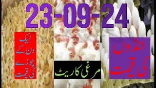 23-09-242024 broiler rate| Today egg rate |Today chicks price|Today poultry rate| today chicken rate