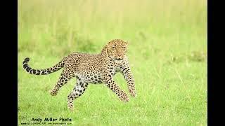 Maasai Mara 2023 - Athena (a young leopard) decends and dashes from a tree