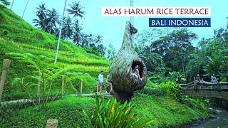 Trip to Most Popular Rice Terrace in Ubud, BALI !