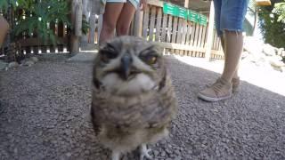 Curious Owl takes a bite