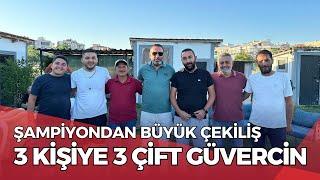 şampiyondan  Büyük Çekiliş 3 çift güvercin 3 kişiye