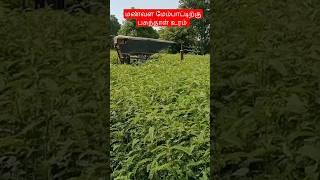 Green Manure Cultivation ( பசுந்தாள் உரம் ) #greenmanure #daincha #agriculture #soilhealth #soil