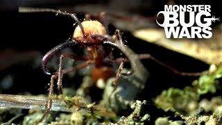 Most Unusual Critter Battles | MONSTER BUG WARS