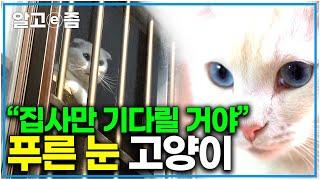 "고양이도 분리불안이 있다!?" 집사가 없으면 울기만 하는 푸른 눈 고양이의 문제! 김명철 수의사의 반려묘 솔루션 │고양이를 부탁해│알고e즘