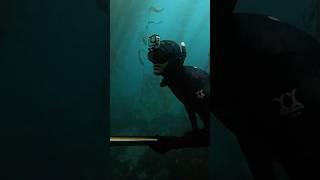 Hunting in the kelp with ​⁠@wellsspearguns #breathholding #spearfishing #spearfish #spearfishing