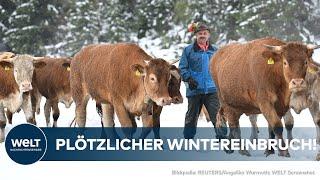 ALPENREGION: Plötzlicher Wintereinbruch sorgt für starken Schneefall! Frühzeitiger Alm-Abtrieb