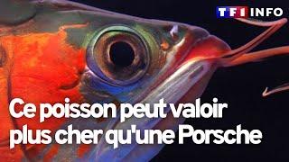 Poissons dragons : les rois de l'aquarium en Chine