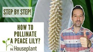 How to Pollinate a Peace Lily (Step by Step)