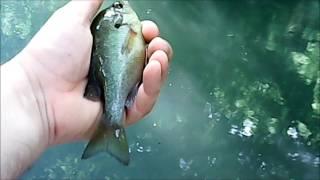 Cheap Angler - Can't fish because the Mosquitos are so bad - Trying the Crankbait I Found