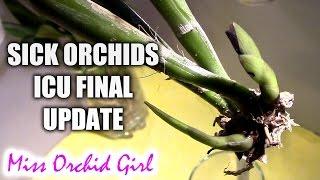 Sick Orchids in ICU - final update