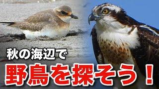 このタカは！？海で過ごす野鳥たちの優雅な姿を観察しよう！