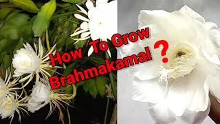 How To Propagate Night Blooming Flower Easily From Leaf Cutting. #Sacculant#Brahmakamal