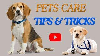 Pet Care Tips and Tricks