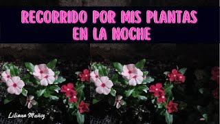 AQUÍ LES MUESTRO LAS PLANTAS EN MEDIO DE LA NOCHE/Liliana Muñoz