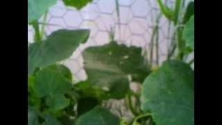 Training Cucumbers up trellises