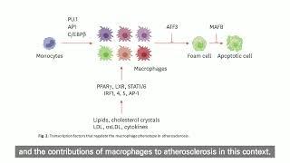 Regulation of Macrophage Activation and Differentiation in Atherosclerosis