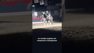 just look at the strength and precision in this dressage performance. #youtubeshorts  #animals