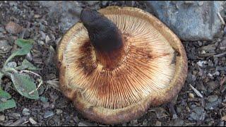 Paxillus involutus  -  deadly mushroom 