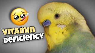 All About Vitamin Deficiency in Birds