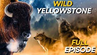 WILD YELLOWSTONE | Ruthless Predators and Majestic Wilderness | Animal documentary