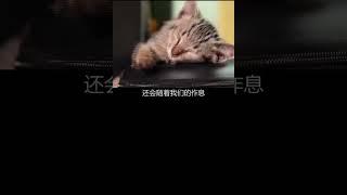 猫咪有时间观念吗？