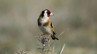 A female goldfinch call for mating | female goldfinch call | female goldfinch singing