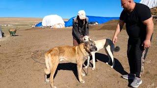 BATRANUL KRAL,UN KANGAL RAR SI VALOROS LA STANA IN TURCIA.DAN NE PREZINTA ACEST EXEMPLAR INTERESANT.