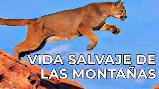 El Mundo Salvaje: Las Montañas Americanas | Free Documentary Nature -  Español