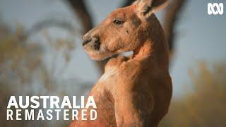 Battle of the boxing kangaroos | Australia Remastered