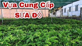 Vựa Cung Cấp Cây Giống SƯA ĐỎ, Bến Tre | Liên hệ: 0363119546 hoặc 0942239849