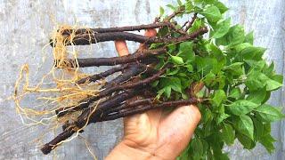 How to paper cuttings rooting very much | Bougainvillea