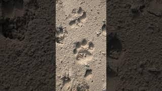 Tiger Footmark at Sundarban