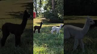 Alpaca babies and german shepherd puppy