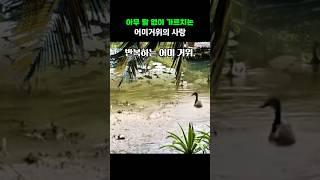 아무 말 없이 가르치는 어미 거위의 사랑