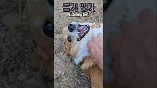 언어영역 듣기 평가!  Listening test #웰시코기 #대화 #시험