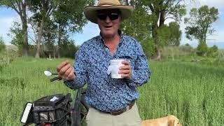 Controlling Russian Knapweed with Gall Wasps--Gary Hubbell, ALC, Colorado Ranch Broker.