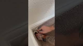 HOW TO CUT YOUR CARPET TO FIT INTO A CORNER #carpet #flooring #homeimprovement #diy #shorts #corner