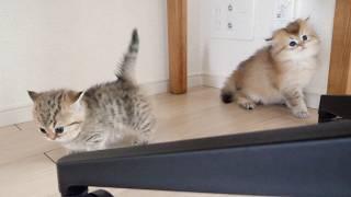 Kittens Choco and Latte are playing in a large room and seem to be having a lot of fun!