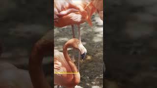 Flamingo's Social Behaviour