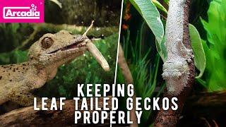 Madagascar's MASTERS Of DISGUISE. Leaf-Tailed Geckos And How to Keep Them Properly.