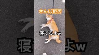 散歩中に寝る柴犬が面白い　#柴犬 #犬　#おもしろ #犬のいる暮らし #かわいい