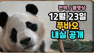 자막/풀영상) 실시간 푸바오 내실 공개 (12월 23일)