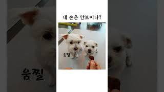 #간식주세요#개인기자랑#노견일상#말티즈일상#dogshorts #강아지일상