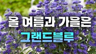 이게 라벤더야 나무야? 압도적인 파란색 꽃을 피우는 층꽃나무 그랜드블루 한국 상륙 소식!! [JB가든센터_대림묘목농원]