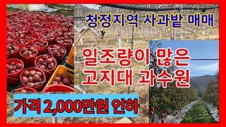 301-1 상옥리 사과밭매매  죽장면 과수원  청정지역의 사과밭매매 고지대   일조량이 많은 지역 죽장부동사