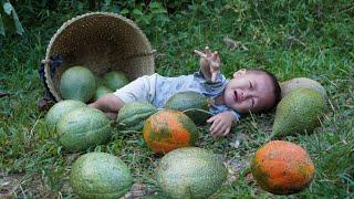 Harvest giant gac fruit to sell - How to make gac sticky rice to eat with your son