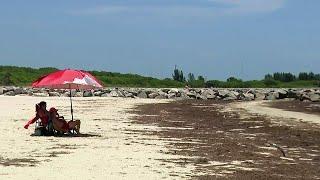 Smelly Florida beaches? Sargassum seaweed - What is it, and why is it on Florida beaches?