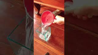 Những sai lầm khi thay nước cá#shorts #guppy #betta #thuysinh #bettafish #cabaymau #ca7mau #cábetta
