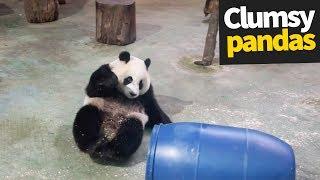 Cute and Clumsy Panda Compilation 2019 | Pandas are Awesome