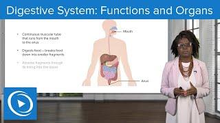 Digestive System: Functions and Organs – Physiology| Lecturio Nursing